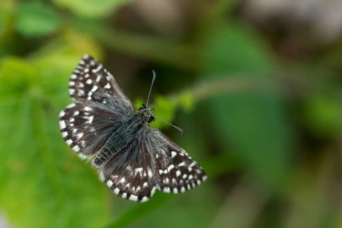 Small cube thighead, Pyrgus Malvae, cube thighead, butterfly, thighead butterfly, grizzled skipper,