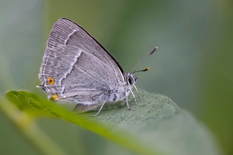 Blue oaktip, oak-pointed wielder, Favonius quercus, Neozephyrus quercus, Quercusia quercus,