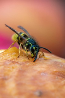 German wasp, real wasp, German wasp, hymenoptera, short-headed wasps, vespula germanica, on apple,