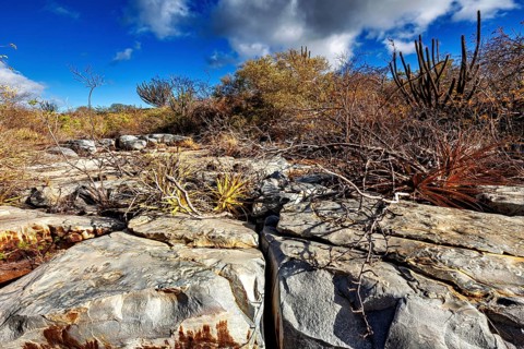 Rocky landscape with cacti and dry vegetation under a blue sky, the thornshrub savanna in the