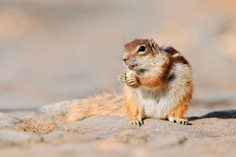 Atlas squirrel or North African bristle squirrel (Atlantoxerus getulus) sitting on a rock and