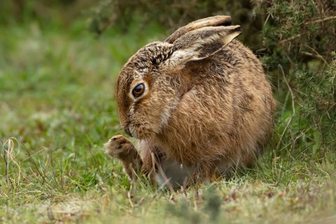 European brown hare (Lepus europaeus) adult animal in grassland, England, United Kingdom
