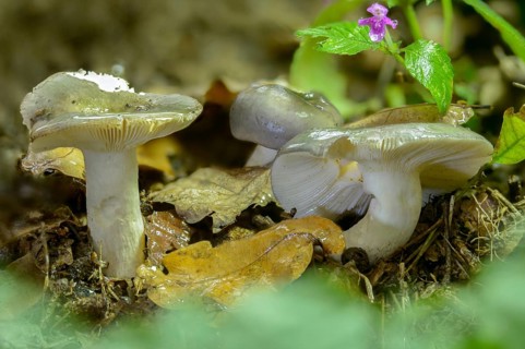Bluefing, bluebird, bluebird, blueish dove, womanbird, green thief, purple-green dove, russula