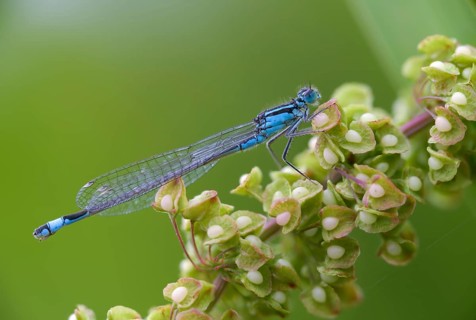 Blue-tailed damselfly, large unlucky dragonfly, ischnura elegans, damselflies, dragonflies,