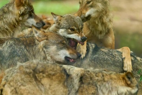 Wolves display aggressive behaviour within the pack, summer, wolf (Canis lupus), Germany