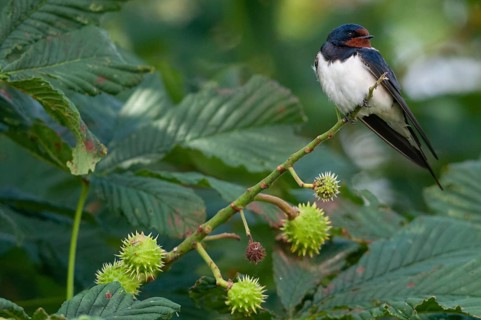 Hirundo rustica, house martin, swallow, birds, passeri, swallows, songbirds, songbirds, birds
