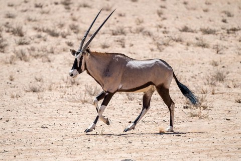Running gemsbok or oryx (Oryx gazella), Kalahari Desert, Kgalagadi Transfrontier Park, South Africa