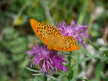 An orange-coloured Emperor moth (Argynnis paphia) perched on a purple flower amidst greenery, Goms,
