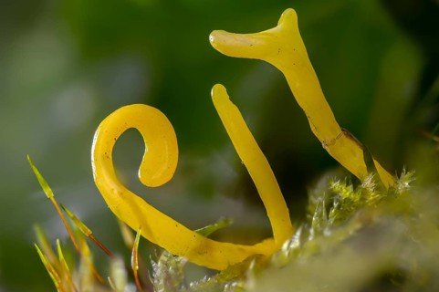 Clavulinopsis helvola, yellow moss leg, golden yellow meadow leg, golden yellow meadow coral,