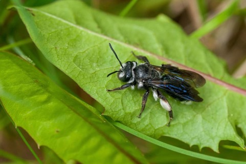 Andrena agilissima, apidae, bees, blue iridescent earth bee, blue iridescent sand bee, blue-black