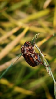 Close-up of a forest cockchafer (Melolontha hippocastani) resting on a blade of grass,