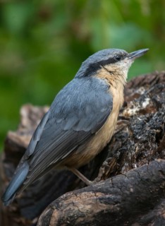 Nuthatch, Sitta Europaea, Birds, Growing, High Size, Portrait, Young Animal, Juvenile, Passeri,