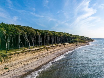 Ghost forest seen from the sea, Nienhagen, Germany