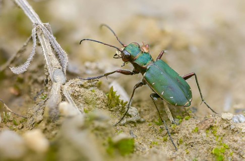 Acari, arachnida, carabidae, cicindela campestris, field sandground beetle, field sandstrider,