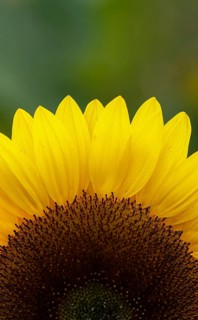 Close-up of the upper yellow petals of a sunflower against a neutral background, sunflowers
