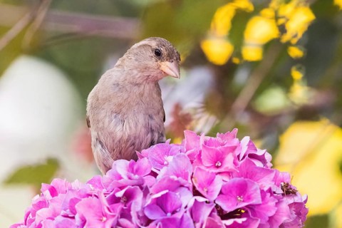 A house sparrow (Passer domesticus) perched on pink hydrangeas, set against a yellow and green