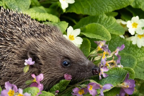 European hedgehog (Erinaceus europaeus) adult animal on primrose flowers in a garden in springtime,