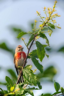 Acanthis cannabina, bloodtail, linaria cannabina, linnet, birds, high size, portrait, hanfling,