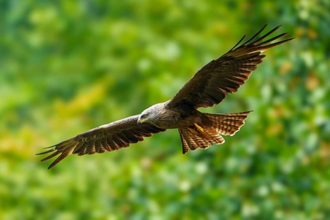 Red Kite (Milvus milvus), wildlife, Germany, bird of prey gliding through the air against a green
