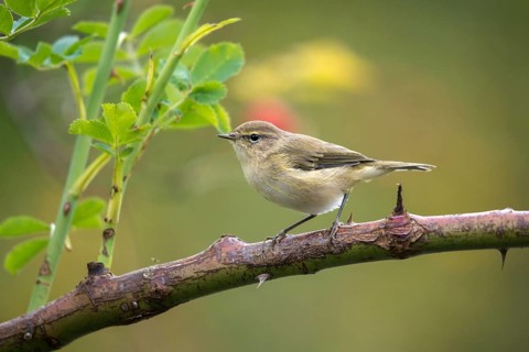Willow Warbler leaf warbler, phylloscopus trochilus, willow warbler, birds, passeri, songbirds,