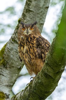 An eagle owl with watchful eyes perches elegantly on a branch in the forest, an eagle owl (Bubo