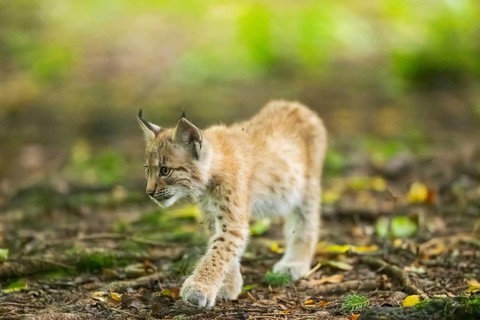 Eurasian lynx (Lynx lynx) youngsters (cub) sitting in a forest, Bavaria, Germany
