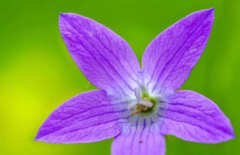 Campanula patula, campanulaceae, bellflower, meadow bell, flora, plants, plants, spreading