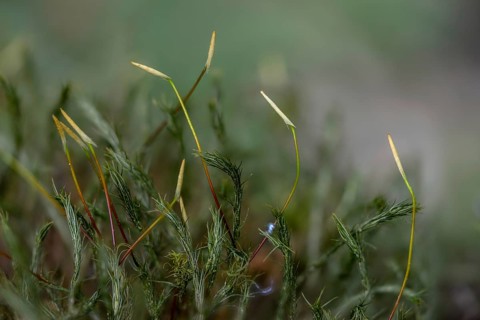Women's hair moss, polytrichastrum formosum, polytrichum formosum, beautiful woman's hair moss,