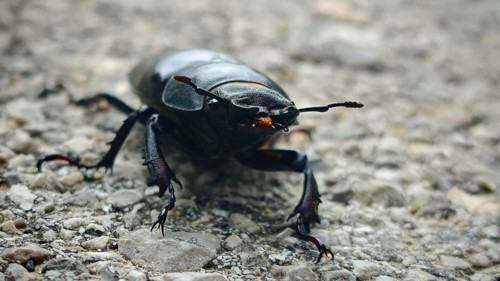 Ground-level view: a close-up of a female stag beetle (Lucanus cervus) on stony ground, Slunj,