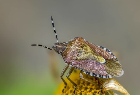 Berry bug, Dolycoris baccarum, hairy shield bug, heteroptera, sloe bug, insects, bugs