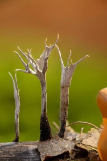 Antler-shaped wooden club, wooden club, xylaria hypoxylon, candlesnuff fungus, candlestick fungus,