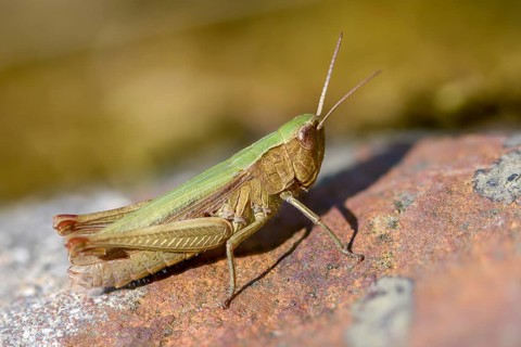 Acrididae, Caelifera, Chorthippus dorsatus, field locusts, gomphocerinae, short-feeler, steppe