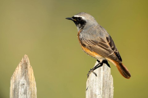 Garden redtail, Phoenicurus phoenicurus, redstart, birds, garden fence, garden birds, garden fence,