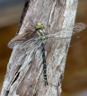 Aeshna cyanea, blue-green mosaic maiden, southern hawker, anisoptera, dragonflies, exuvia, high