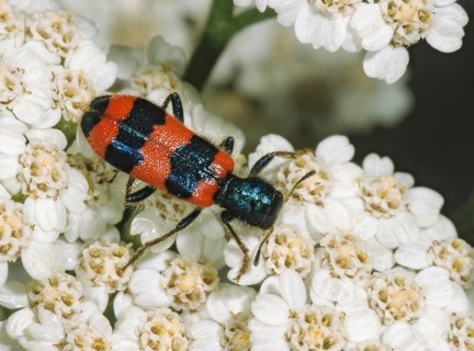 Bee beetle, bee wolf, common bee beetle, immense beetle, immense wolf, trichodes apiarius, beetle,