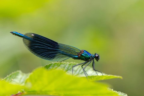 Banded demoiselle, calopteryx splendens, banded dragonfly, damselflies, dragonflies, insects,