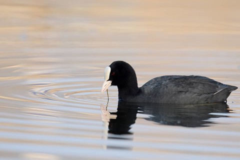 Eurasian Coot or coot rail (Fulica atra) swimming, North Rhine-Westphalia, Germany