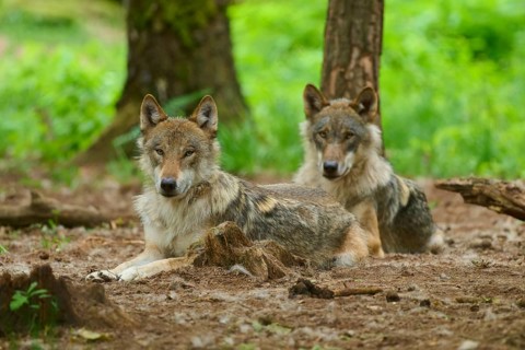 Two wolves are lying in the forest, one is looking intently at the camera. Summer, wolf (Canis