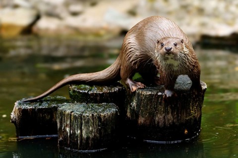 European otter (Lutra lutra), Germany: an otter on wet tree trunks in the water, surrounded by its