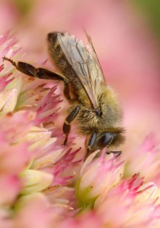 Apidae, apis mellifera, bees, European honey bee, European honeybee, hymenoptera, western honey