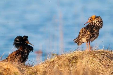 Calidris Pugnax, fighter runner, Norway, Philomachus Pugnax, ruff, varanger, courtship, courtship