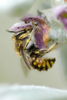 Anthidium manicatum, apidae, bees, European wool carder bee, garden woolbee, large woolbee,