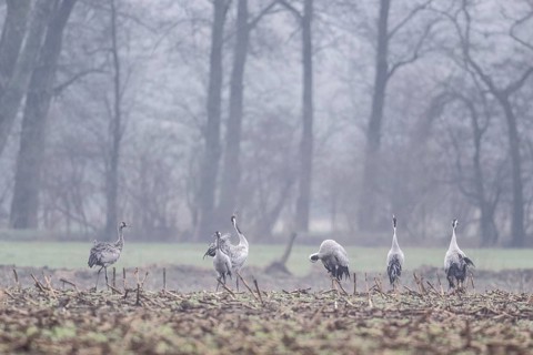 Cranes (Grus grus), Fischerhuder Wümmeniederung, Lower Saxony, Germany