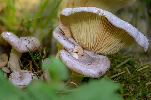 Banded hornbeam milkling, banded milkling, hornbeam milkcap, lactarius circellatus, fungi, fungus,