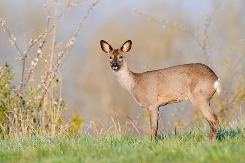 European roe deer (Capreolus capreolus), doe in spring, North Rhine-Westphalia, Germany