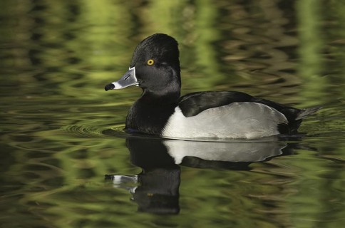 Ring-necked Duck (Aythya collaris) male, Arizona, USA