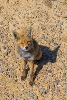 Red fox (Vulpes vulpes) in the Bardenas Reales nature park Park, Navarre, Spain