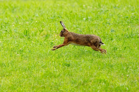 European hare (Lepus europaeus), Vulkaneifel, Rhineland-Palatinate, Germany
