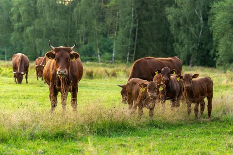 Artiodactyla, Bavaria, Bos Taurus sspec.5, cattle, even-toed ungulate, Höhenvieh, Upper Palatinate,