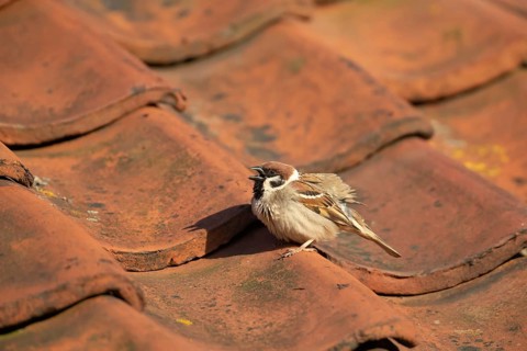 Tree sparrow (Passer montanus) adult bird on a building roof, England, United Kingdom